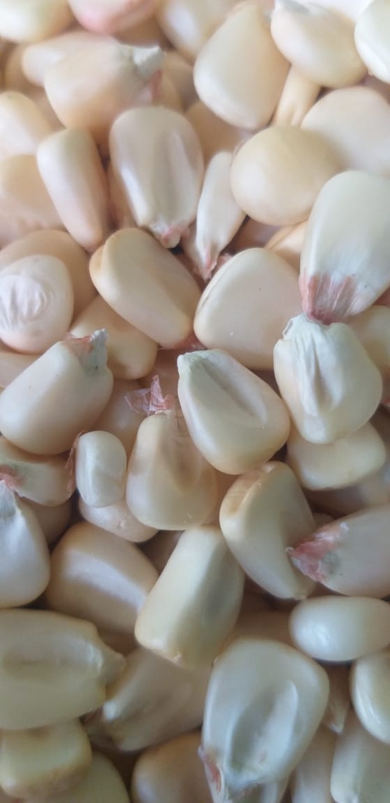 White corn